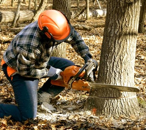 Tree Removal in Eden Mills, VT